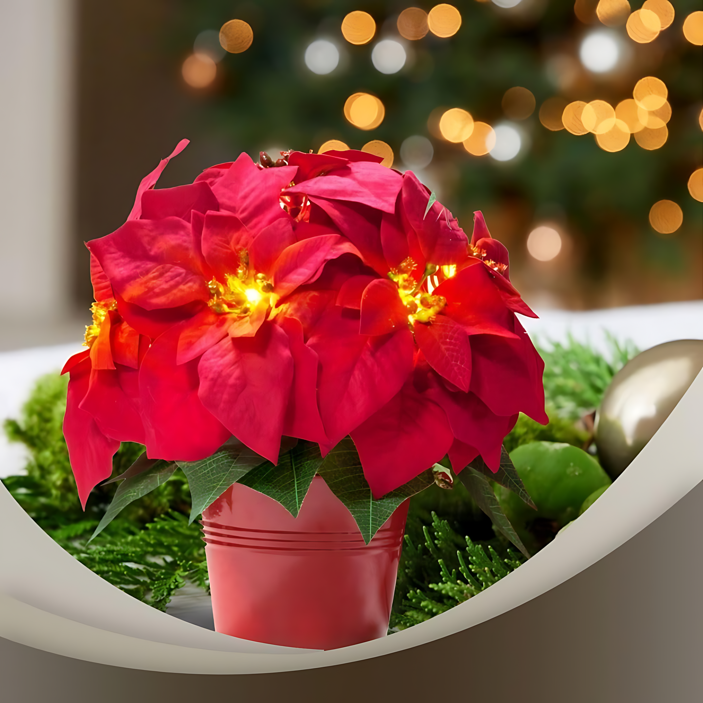Red Poinsettia - Illuminate Your Holidays with Elegance