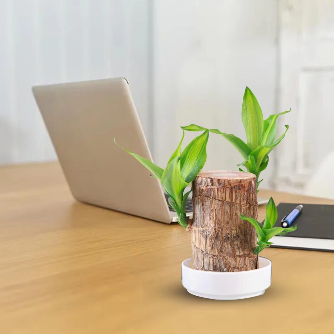 Brazilian Fortune Wood Plant - Bring Financial Luck and Prosperity