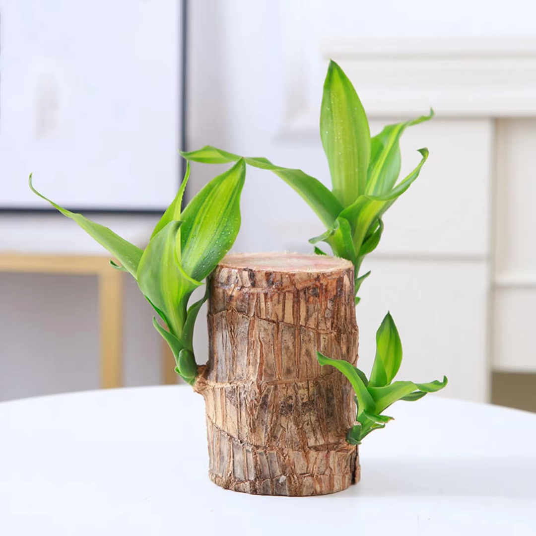Brazilian Fortune Wood Plant - Bring Financial Luck and Prosperity