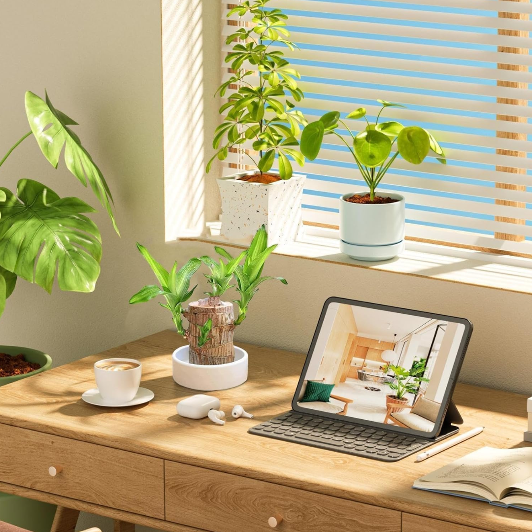 Brazilian Fortune Wood Plant - Bring Financial Luck and Prosperity