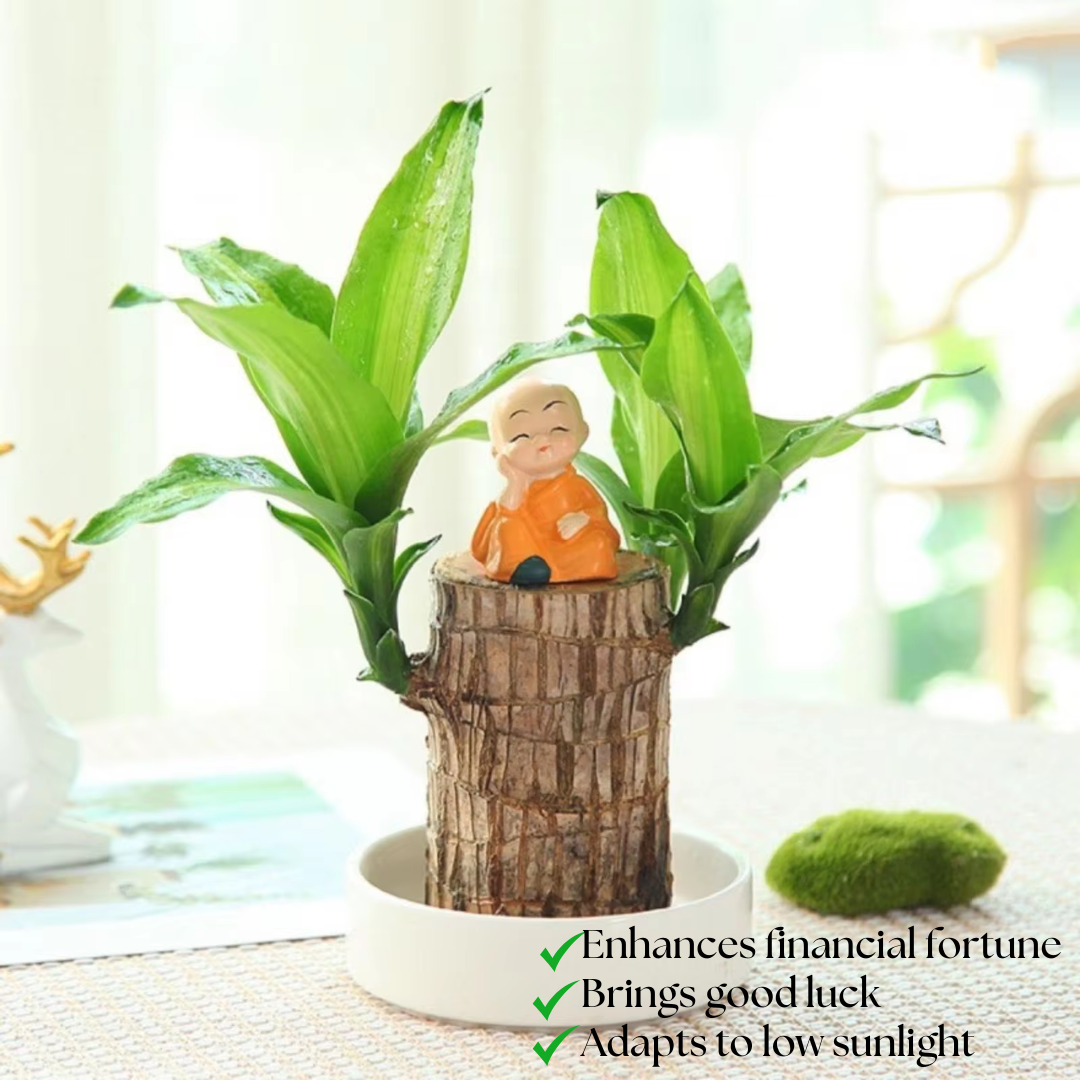 Brazilian Fortune Wood Plant - Bring Financial Luck and Prosperity