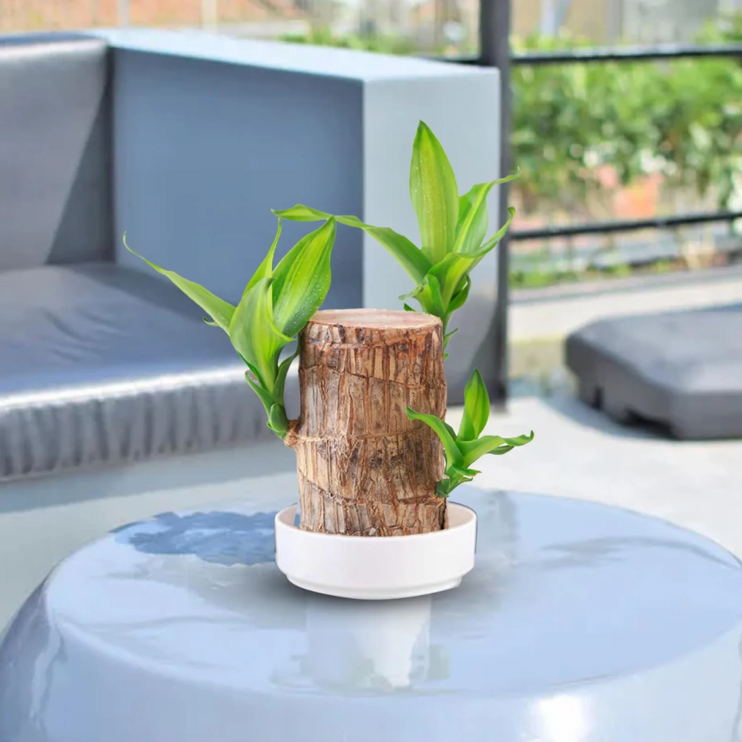Brazilian Fortune Wood Plant - Bring Financial Luck and Prosperity