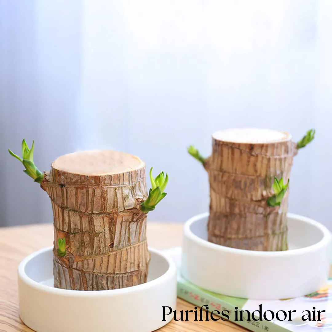 Brazilian Fortune Wood Plant - Bring Financial Luck and Prosperity
