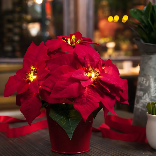 Red Poinsettia - Illuminate Your Holidays with Elegance