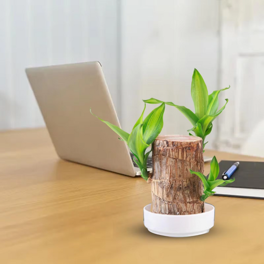 Brazilian Fortune Wood Plant - Natural Air Purifier for Smokers